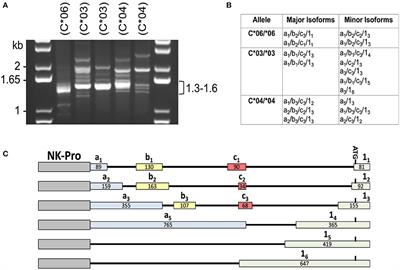 Tuning of NK-Specific HLA-C Expression by Alternative mRNA Splicing